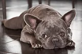 How To Train A French Bulldog (Important Tips!)