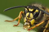 For the Love of Wasps