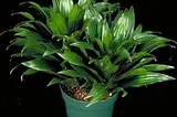 Why I care for two Dracaena Compactas