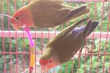 Lovebird died of Coronavirus!