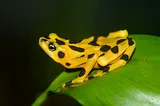 A Virus May Help Save The World’s Amphibians From Extinction