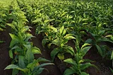 Tobacco Mosaic Virus (TMV)