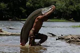 An Amazonian fisherman lifts an immense pirarucu, a symbol of sustainable fishing in the region. Responsible management of this species is crucial for the preservation of aquatic ecosystems and the subsistence of local communities.