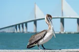 Florida FWC cited Friends of the Pelicans volunteers for Feeding Pelicans