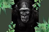 Chimpanzees Belong In The Wild, Not In Your Homes!