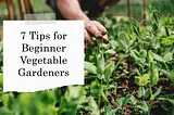 7 Useful Vegetable Gardening Tips For Beginners