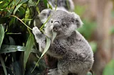 All about Eucalyptus