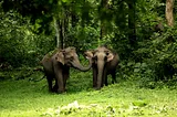 Exploring Wayanad’s Wildlife Sanctuaries: A Journey into Nature’s Haven