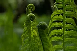 Healing Spiritual Fragmentation and Disconnection with the Fern Plant