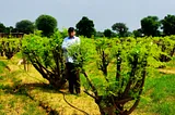 The Perennial Renewal of Moringa: A Testament to Nature’s Resilience