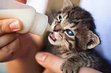 Why Do Cats Like Milk So Much? Should You Treat Your Kitty?-Arun Dhital