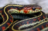 What is the difference between a venomous and a non-venomous snake?