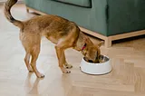 Canine Nutrition