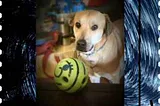 Photo of yellow labrador dog with a green ball with holes in it.