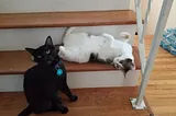 Two cats on a staircase, one black cat sitting, one calico laying with her white belly up