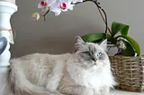 Expensive Cat Breeds: A World of Luxury and Elegance