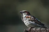 Lost Sparrow