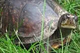 A brown box turtle in the grass