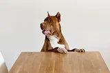 A brown & white dog sits at table under the words “THE FUTURE STARTS TODAY”