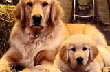 Best Big Dog Breeds For Families In The World