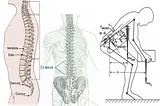 Occupational Ergonomics Basics