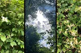 image in three parts with greenery on outside and sunlight in middle