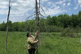 Bat Monitoring at the L’Anse Reservation