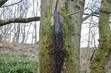 Managing Bacterial Wet-wood in Trees