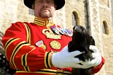 Meet The Ravenmaster At The Tower of London