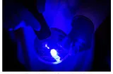 Blue Light May Be the Key to Defeating Methicillin-Resistant Staph Aureus (MRSA)