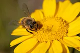 Busy Little Gardener