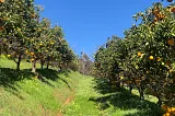 35+ Companion Plants to Grow Under Your Citrus Tree