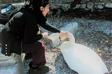 Eleven things worth living for. Sandra with a wild swan in Lake of Como