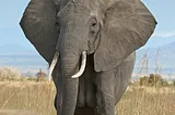 Title The Majestic Elephant A Symbol of Wisdom, Strength, and Conservation monsters are constantly…