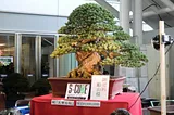 Top 20 Best Bonsai Plants