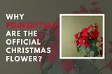 Why Do Poinsettias Have the Best Job at Christmas?