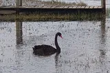 Prayers to avoid a Black Swan-song