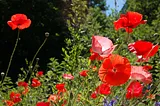 The Opium Poppy and relatives: Great ‘Weeds’ in every sense!