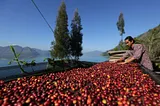 Gayo Coffee Bean Harvesting, source : acehnews