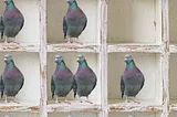 A literal depiction of pigeons in holes