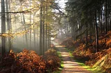 Autumn country lane