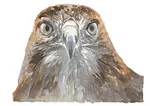 Face of a raptor watching intently in a watercolor painting by artist Obi Kaufman from his book on California deserts.