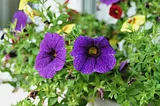 How to grow calibrachoa Growing from seeds in the garden