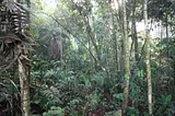 The Benefits of Compromise for the Rainforest