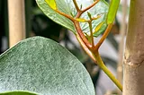 Tending Gum Trees