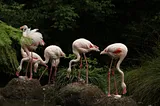 Passeio Verde: Visitar o único parque ornitológico do país!