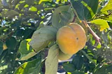 Visit To A Local Fruit Farm