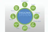 Overview of Endocrine Glands and Their Hormones