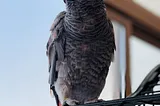 The African Grey parrot and the Pianist