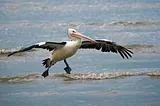 white and black bird standing in body of water